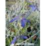 Teucrium fruticans 'Azureum', Germandrée arbustive