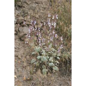 Salvia cyanescens associée à des plantes de steppe