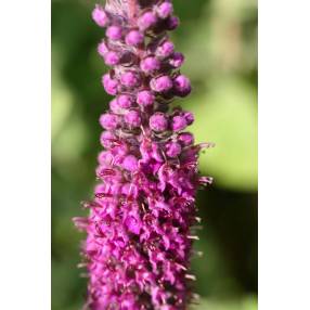 Teucrium hyrcanicum, Germandrée Iranienne