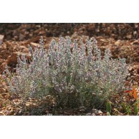 Teucrium marum, Germandrée maritime