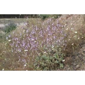 Salvia cyanescens en sol calcaire et caillouteux