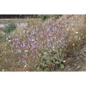 touffe de Salvia cyanescens