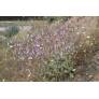 Salvia cyanescens en sol calcaire et caillouteux