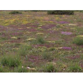 Teucrium montanum, Germandrée des montagnes