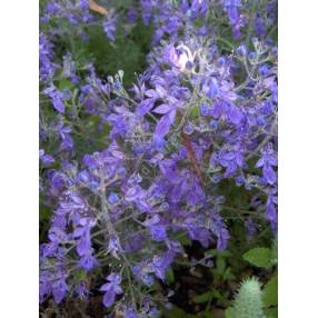 Teucrium orientale, Germandrée d'orient