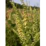 Teucrium scorodania, Germandrée à feuilles de sauge