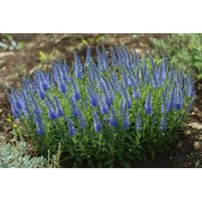 Veronica spicata 'Nana' - Véronique en épis naine