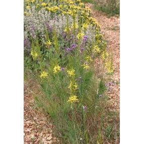 Asphodeline liburnica - Asphodèle