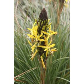 Asphodeline lutea - Bâton de Jacob