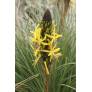 Asphodeline lutea - Bâton de Jacob