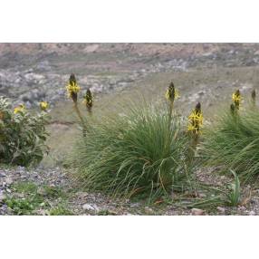 Asphodeline lutea - Bâton de Jacob