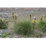 Asphodeline lutea - Bâton de Jacob