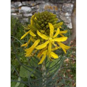 Asphodeline lutea - Bâton de Jacob