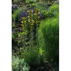 Asphodeline lutea - Bâton de Jacob