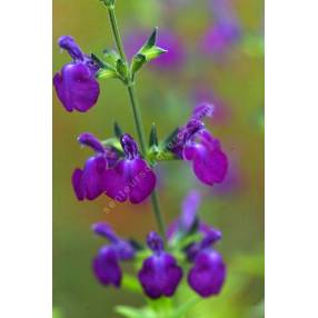 groupe de Salvia 'Christine Yeo' - Sauge arbustive violette
