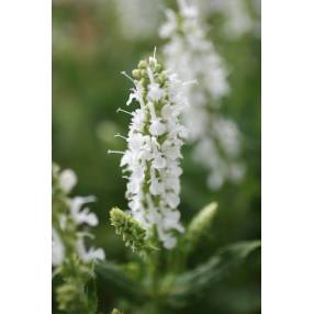 Salvia sylvestris 'Schneehügel' - Sauge des bois blanche