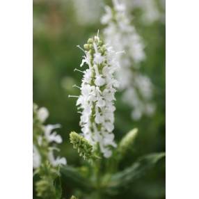 Détail des fleurs de Salvia sylvestris Schneehügel