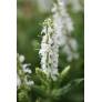 Salvia sylvestris 'Schneehügel' - Sauge des bois blanche