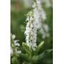 Détail des fleurs de Salvia sylvestris Schneehügel