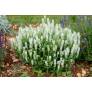 Touffe compacte de sauge des bois blanche