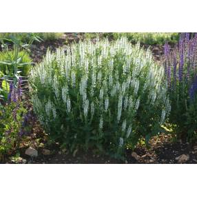 Salvia sylvestris 'Schneehügel' - Sauge des bois blanche