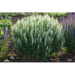Sauge des bois blanche Schneehügel en pleine floraison