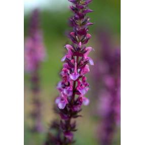 Floraison rose franc de la sauge Reine Rose