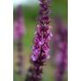 Floraison rose franc de la sauge Reine Rose