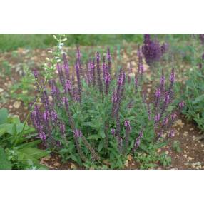 Touffe compacte et dressée de Salvia 'Rose Queen'