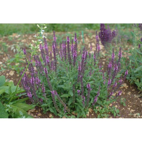 Salvia x sylvestris 'Noble Knight' - Sauge noble