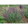 Touffe compacte et dressée de Salvia 'Rose Queen'