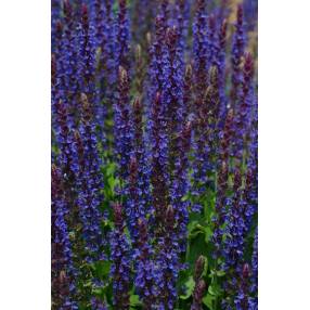 Salvia nemorosa Ostfriesland en fleurs bleu violet