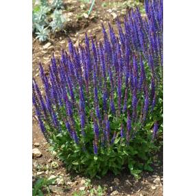 Touffe compacte de sauge Ostfriesland