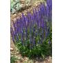 Touffe compacte de sauge Ostfriesland