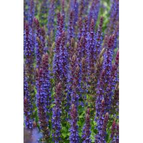 Épis bleu violet de Salvia nemorosa Ostfriesland