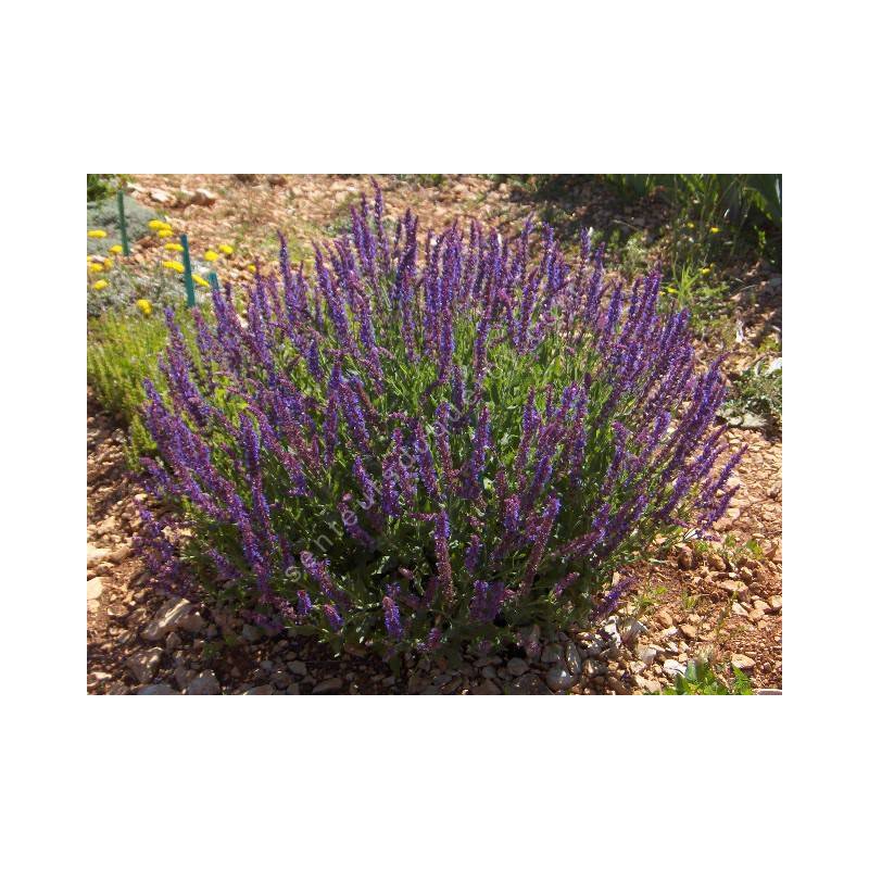 Salvia x sylvestris 'Lubecca' - Sauge des bois violette