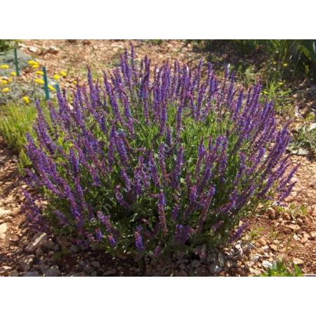 Salvia x sylvestris 'Lubecca' - Sauge des bois violette