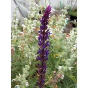 Épis violet bleu de Salvia Caradonna