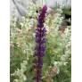 Épis violet bleu de Salvia Caradonna