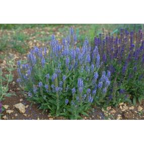 Coussin fleuri de sauge bleue 'Blauhügel'