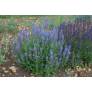 Coussin fleuri de sauge bleue 'Blauhügel'