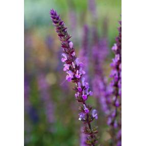 Tiges violet pourpré de Salvia nemorosa Amethyst