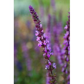 Salvia x sylvestris 'Amethyst' - Sauge des bois rose