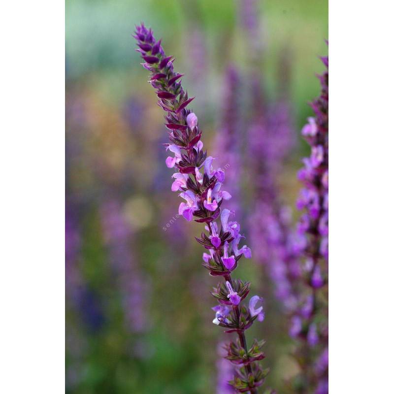 Salvia x sylvestris 'Amethyst' sauge nemerosa rose vivace en ligne