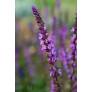 Tiges violet pourpré de Salvia nemorosa Amethyst