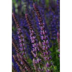 Longs épis rose lavande de Salvia Amethyst
