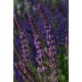 Longs épis rose lavande de Salvia Amethyst