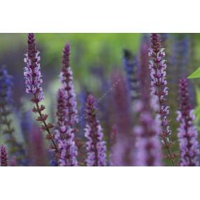 Sauge des bois Amethyst en pleine floraison
