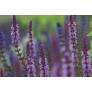 Sauge des bois Amethyst en pleine floraison