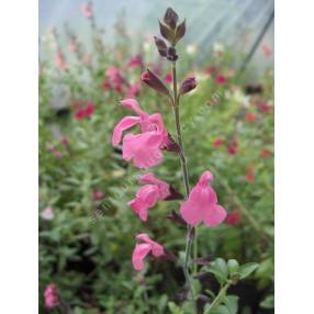 Salvia 'La Siesta' - Sauge arbustive rose